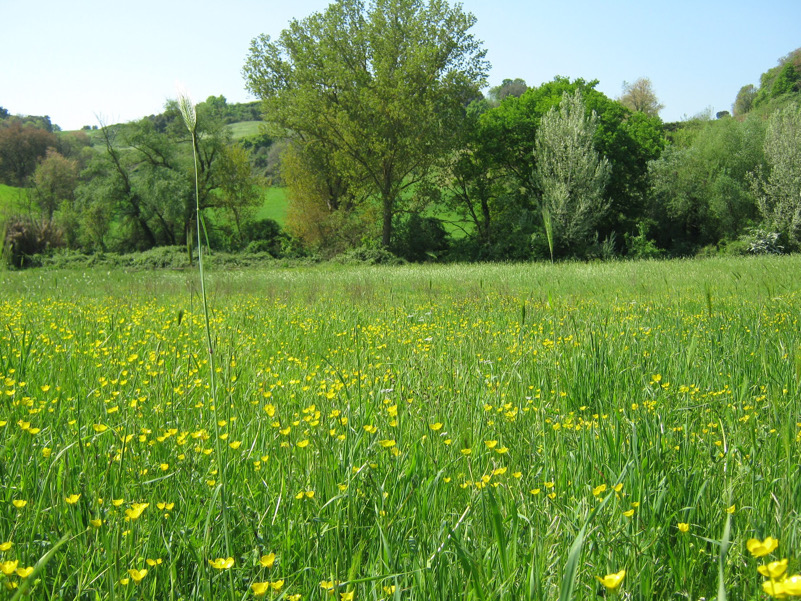 Riserva Naturale dell'Insugherata