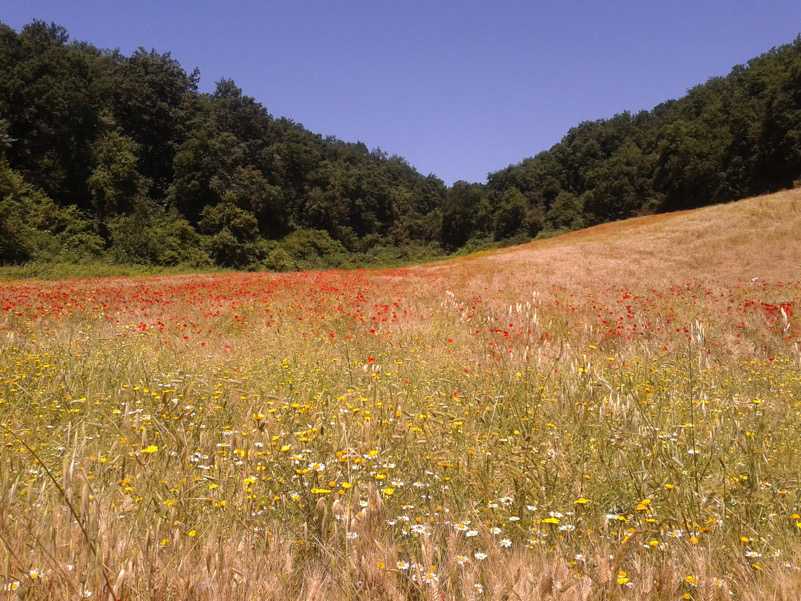 Riserva Naturale dell'Insugherata