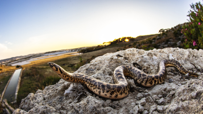 Boa delle sabbie (Eryx jaculus)