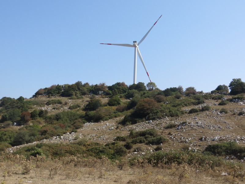 Dagli arbusti all'albero del vento