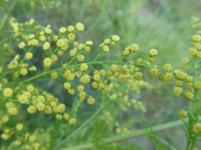 fiori della piante di Artemisia
