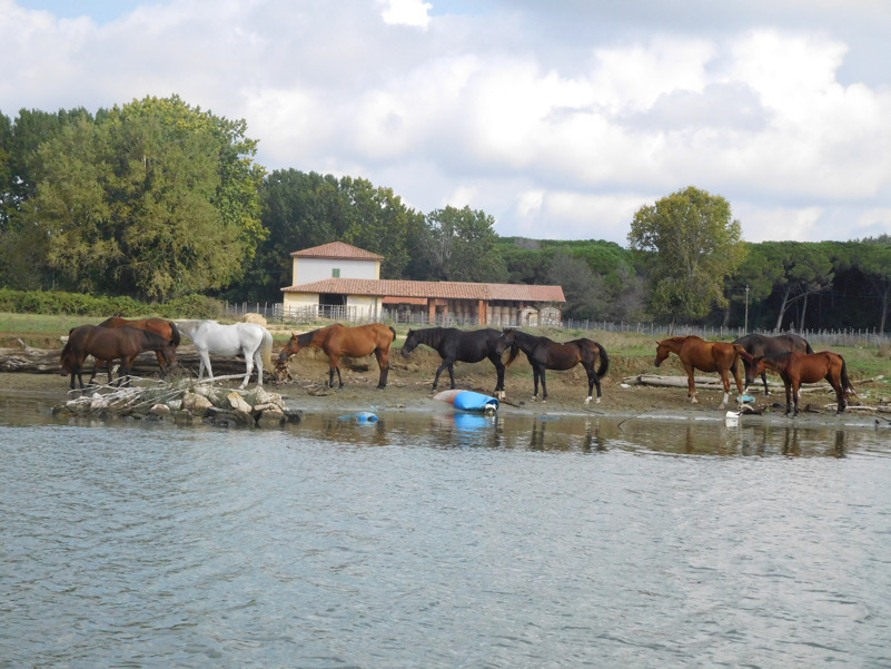 Cavalli al pascolo a San Rossore (Pisa)