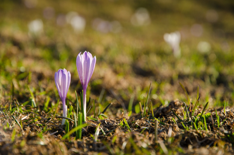 Spunta la primavera