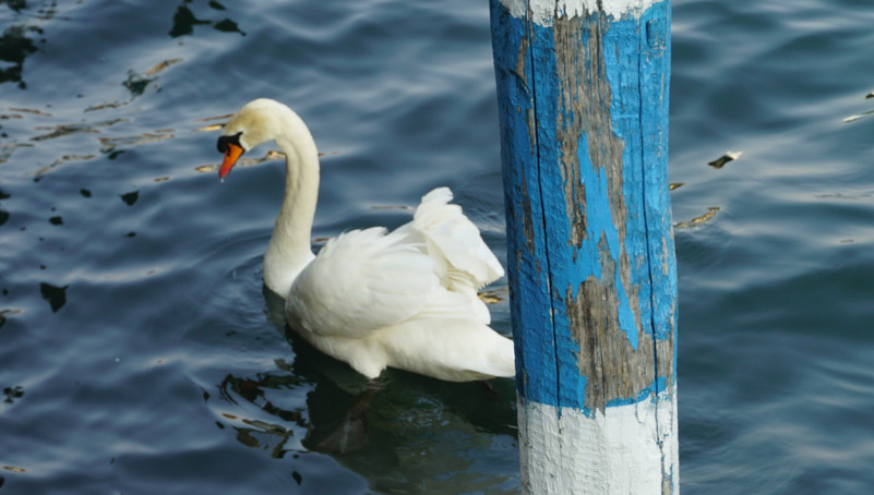 un cigno al lago