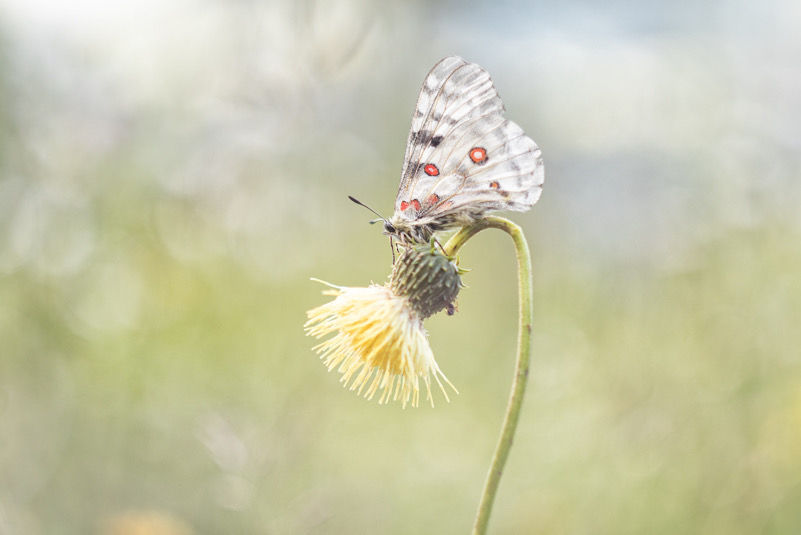 Parnassius Apollo