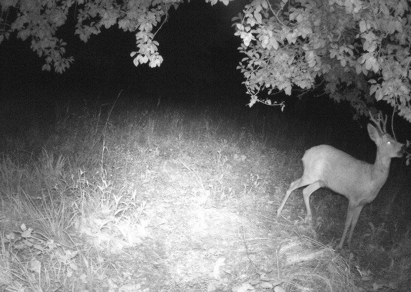 Capriolo nel frutteto