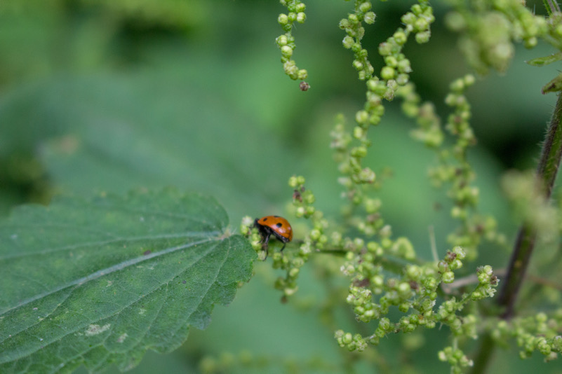 Little LadyBug (Laghi di Monticchio)