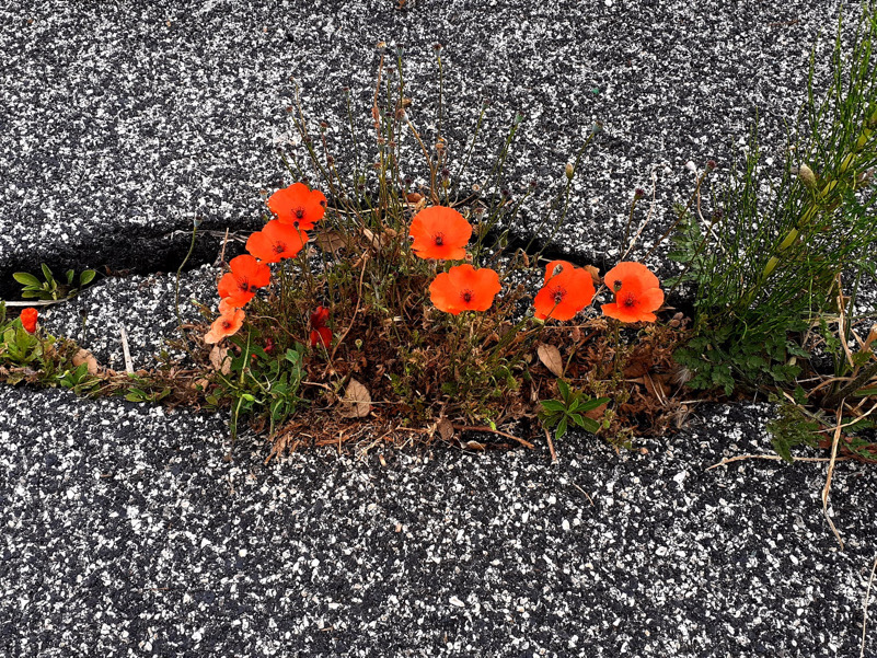 Fiori tra l'asfalto