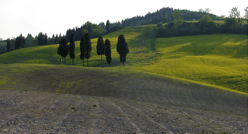 Fioriture sulle colline di Ponte a Elsa (Pi)