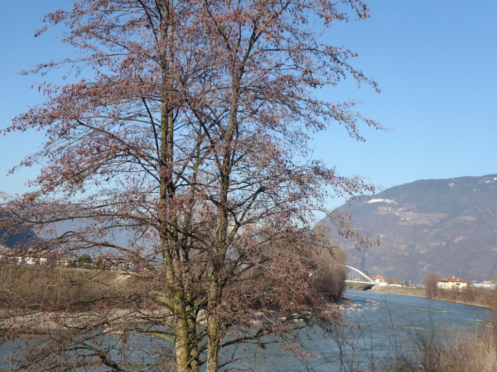 Ontano nero lungo la riva del fiume Adige