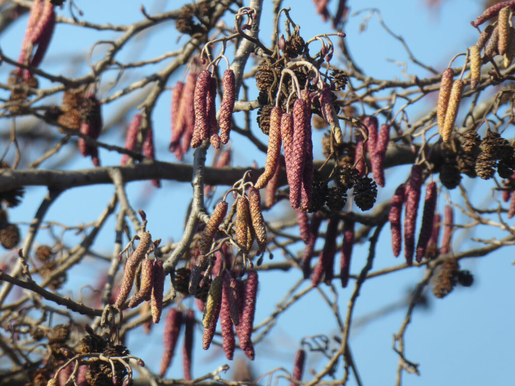 Dettaglio delle infiorescenze di ontano nero: Il colore dei cosidetti "amenti" virerà dal rossiccio al giallastro quando questi si allungano rilasciando polline allergenico (Foto: Agenzia provinciale per l’ambiente e la tutela del clima/Edith Bucher) 