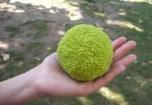 Infruttescenza Maclura pomifera