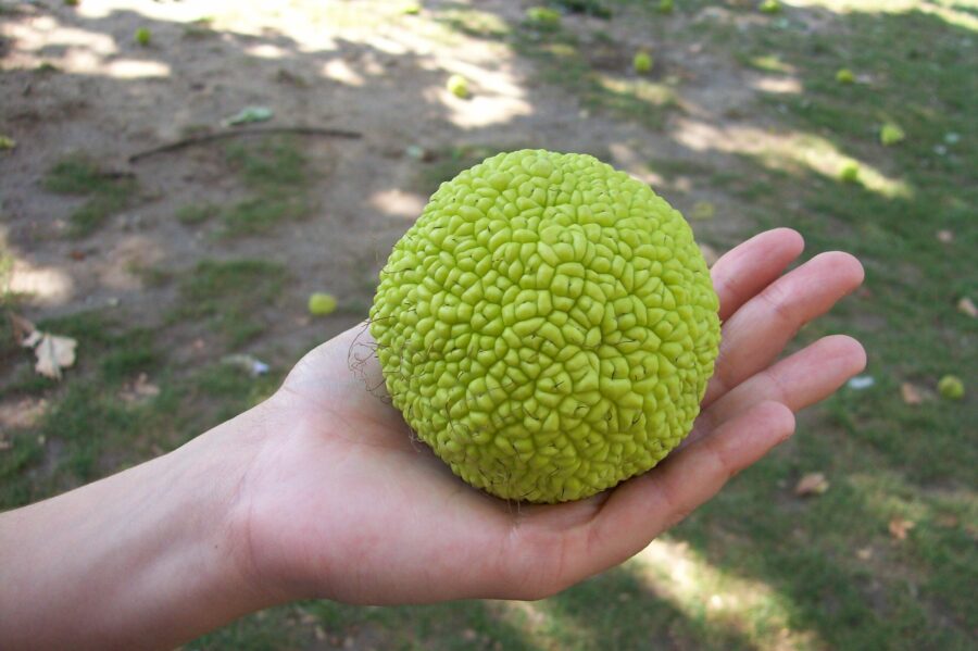 Infruttescenza Maclura pomifera