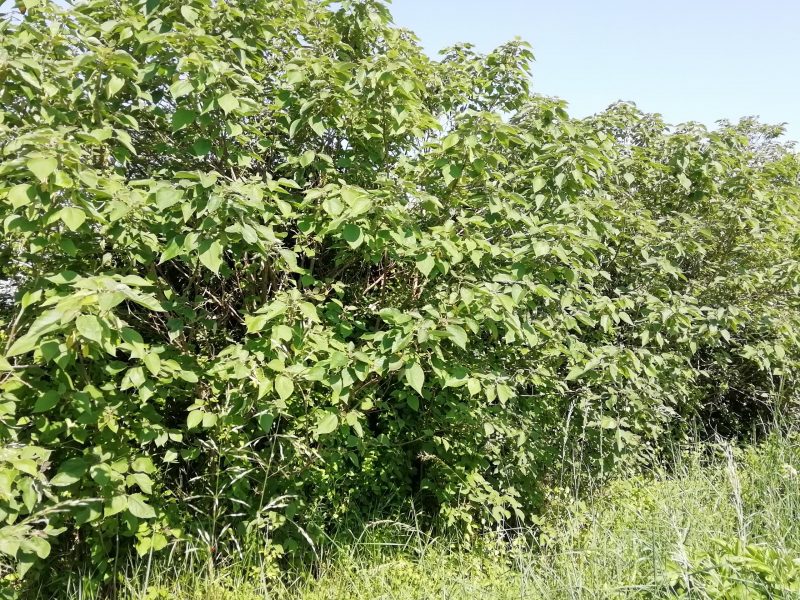 Siepe di Brussonetia papyrifera