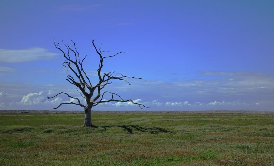 albero-cambiamenti climatici