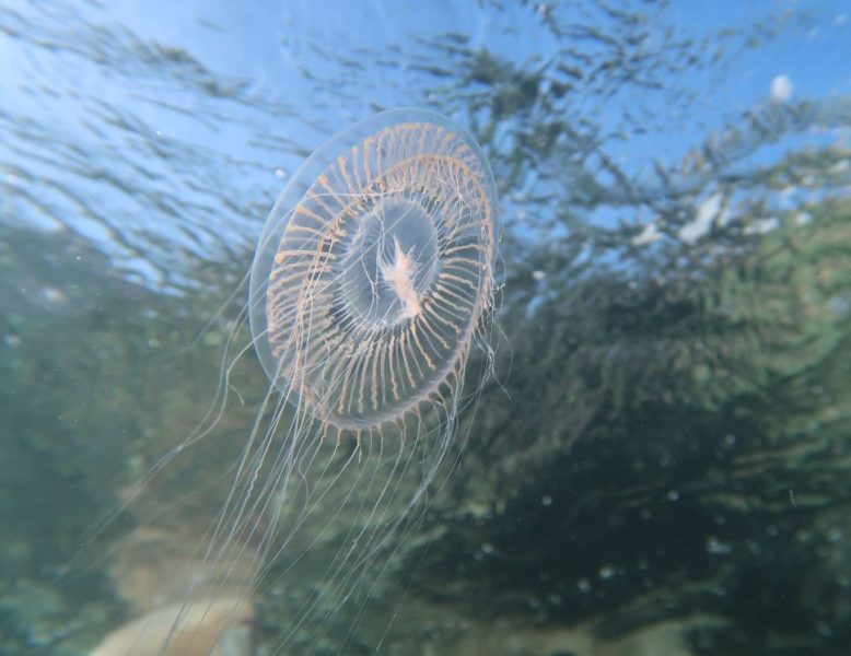 Aequorea forskalea - foto di Lisa Faresi