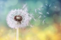 Video: informarsi sull’andamento dei pollini per difendersi dalle allergie