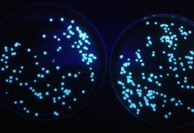 Legionella