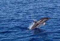 Legge Salvamare: Marevivo Onlus illustra alcune importanti ricadute di questa recente norma sulla vita marina