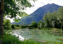 laghetto con pianta invasiva aliena