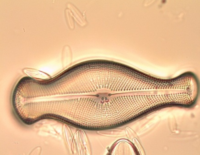 Alga aliena invasiva Didymosphenia geminata nei torrenti valdostani