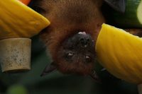 Clima, manifestazioni e pipistrelli