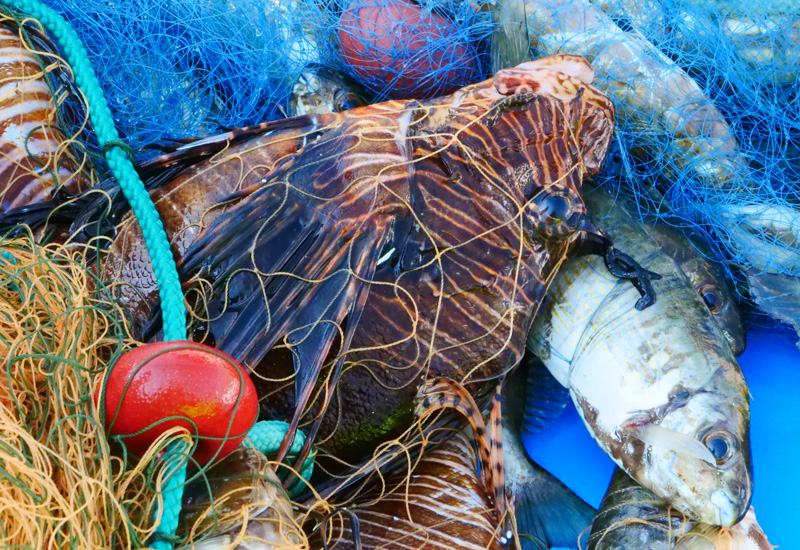 Pterois miles, foto E. Azzurro