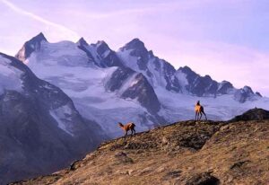 I 100 anni dei Parchi nazionali Gran Paradiso e d’Abruzzo, Lazio e Molise