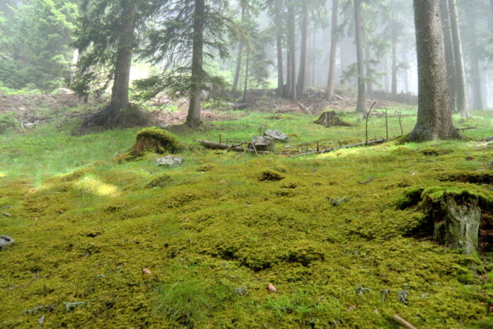 bosco con il sottosuolo coperto da un tappeto di muschi