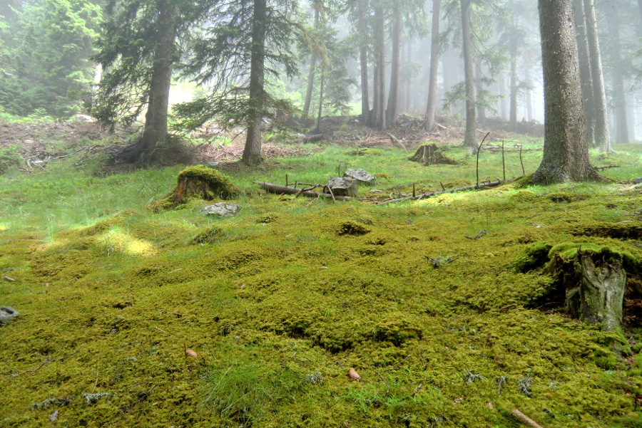 bosco con il sottosuolo coperto da un tappeto di muschi