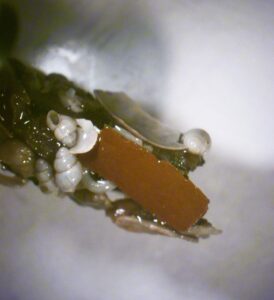 Lazio: microplastiche nell’astuccio larvale di alcuni tricotteri nel Gari