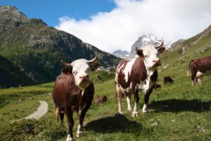 Pascoli alpini e cambiamenti climatici: conferenza finale del progetto Life PASTORALP