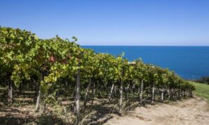 Vino e sostenibilità, da Arta Abruzzo una proposta per la semplificazione dei titoli autorizzativi