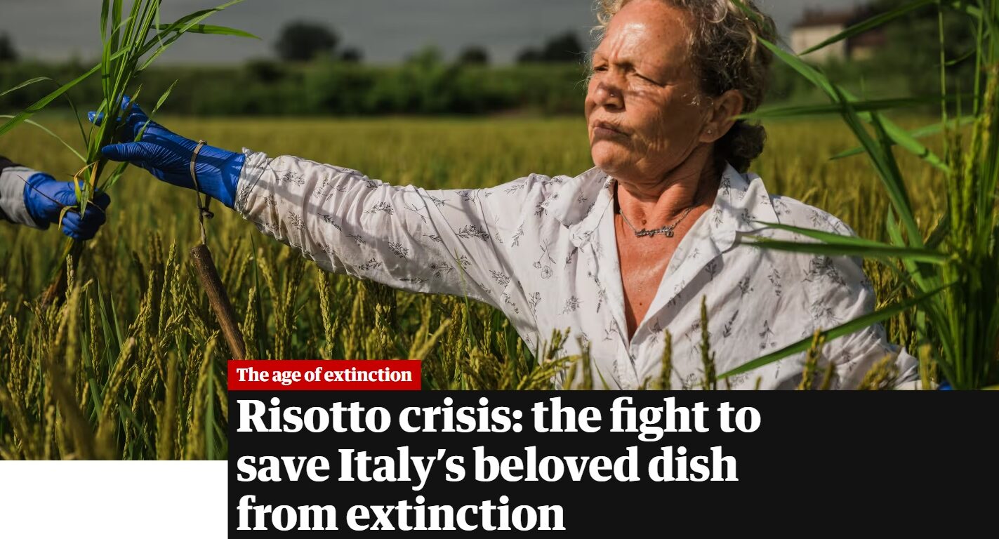 Copertina dell'approfondimento Risotto crisis: the fight to save Italy’s beloved dish from extinction. Fotografie: Marco Massa and Haakon Sand/the Guardian