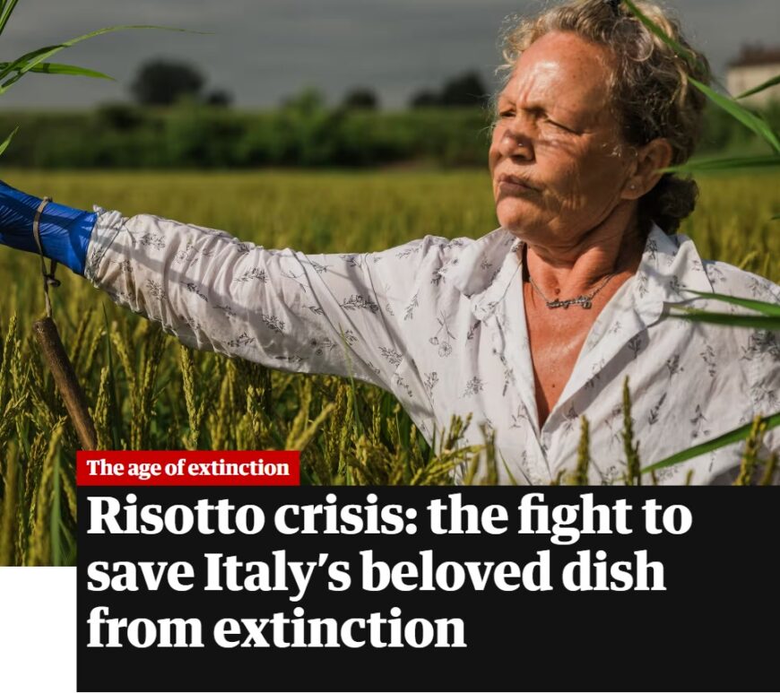 Copertina dell'approfondimento Risotto crisis: the fight to save Italy’s beloved dish from extinction. Fotografie: Marco Massa and Haakon Sand/the Guardian