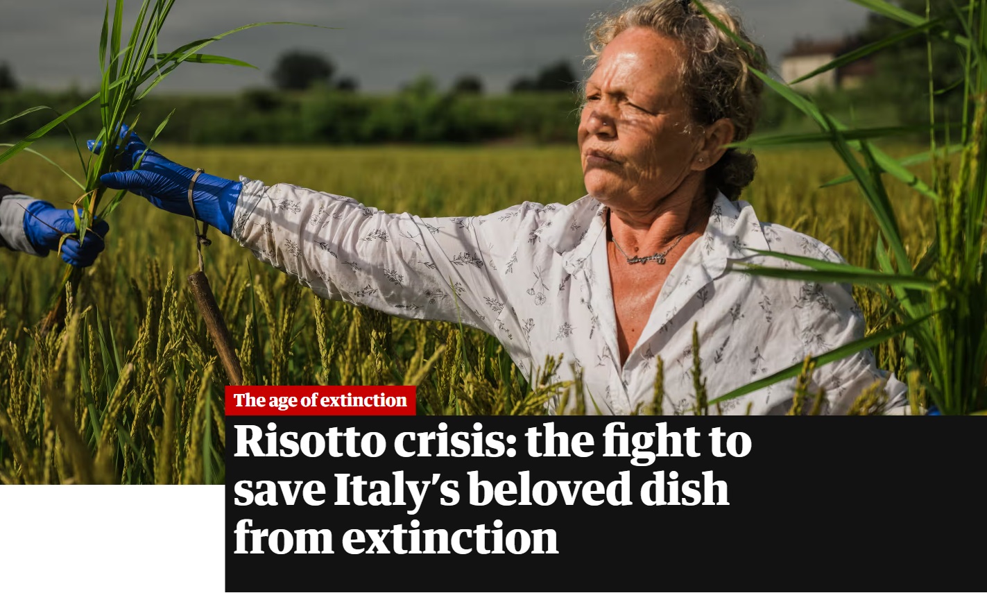 Copertina dell'approfondimento Risotto crisis: the fight to save Italy’s beloved dish from extinction. Fotografie: Marco Massa and Haakon Sand/the Guardian