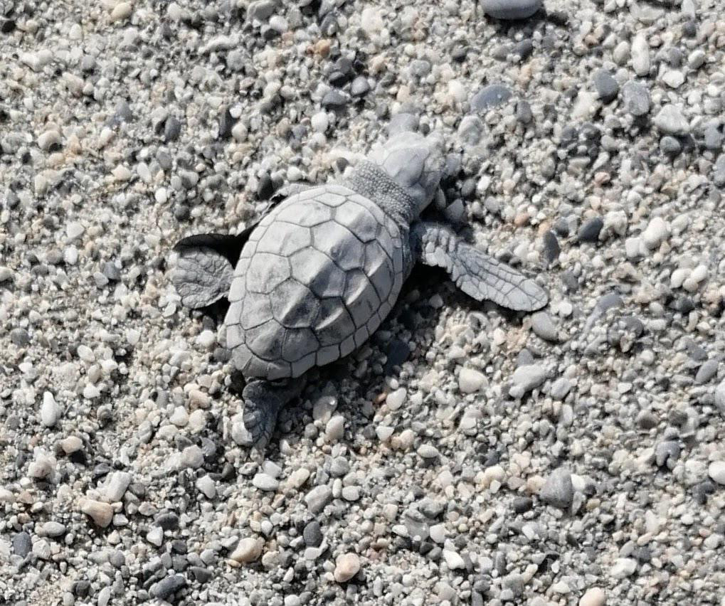 Caretta caretta nidificazione