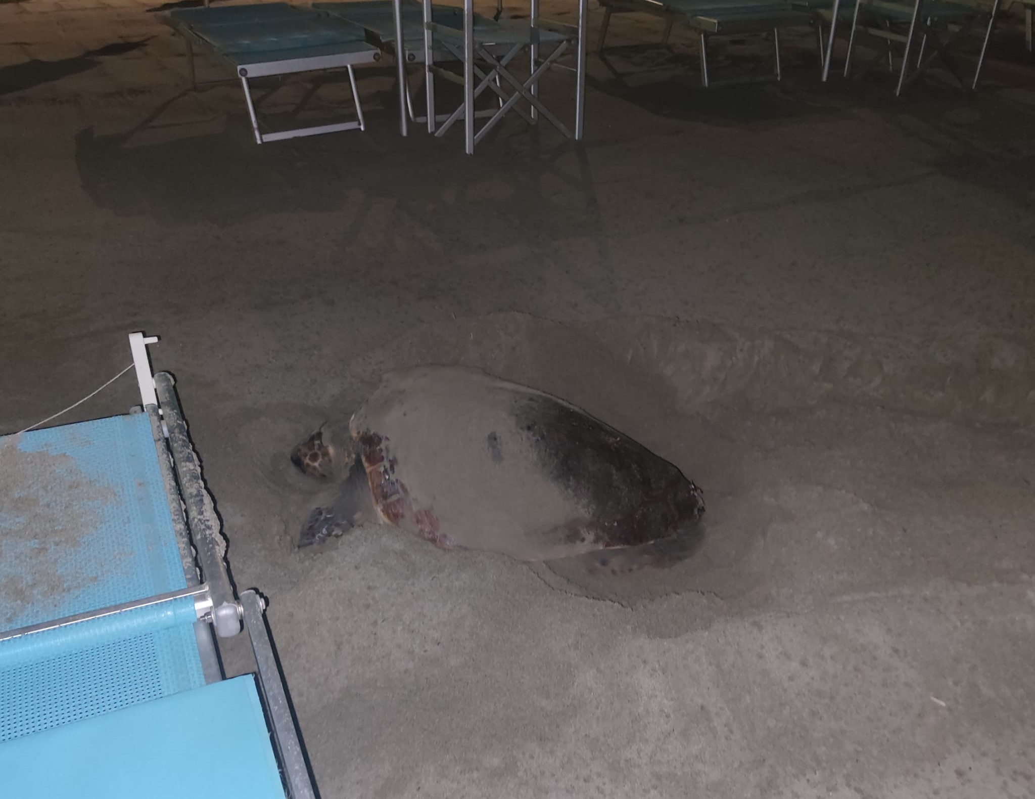 caretta caretta laigueglia